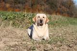 LABRADOR 354